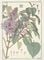 Plate 49, Lilac