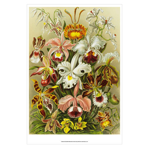 Orchidae by Ernst Haeckel A2 print