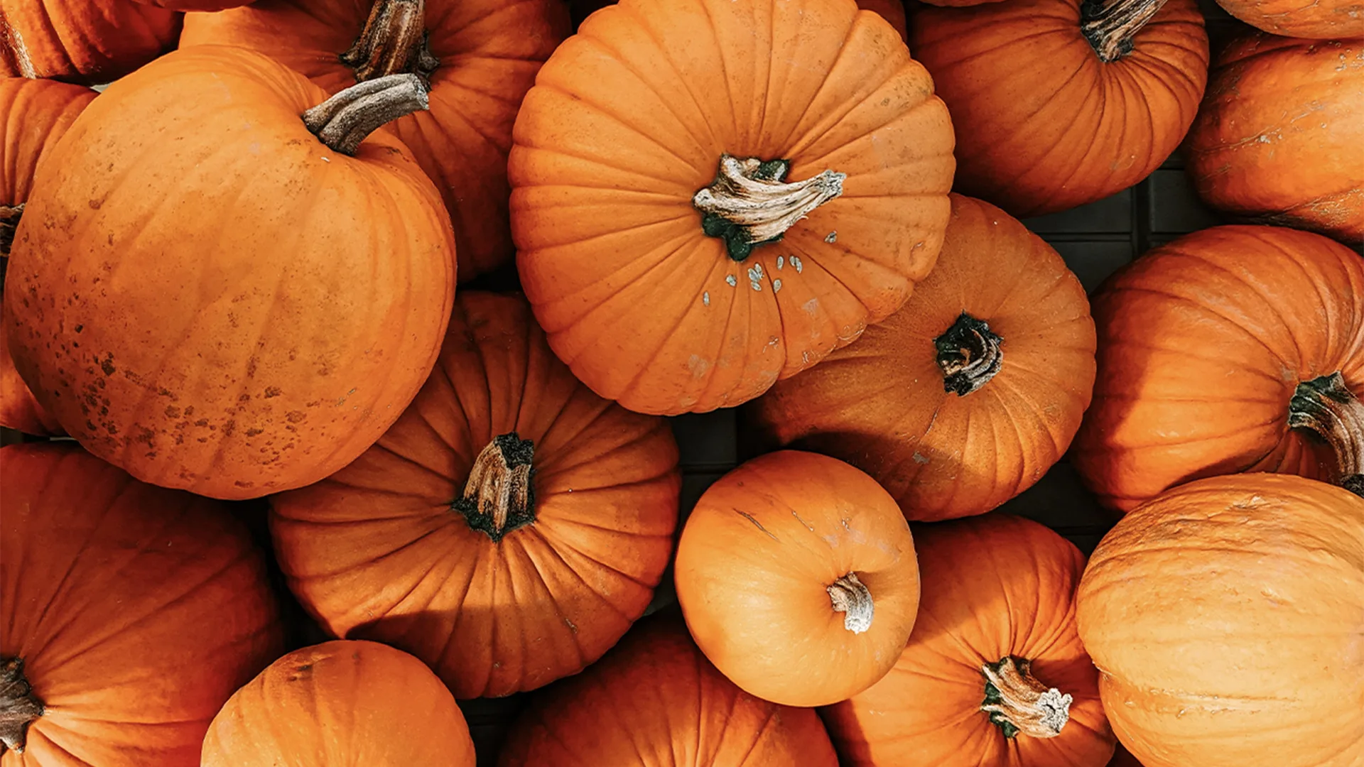 Lots of pumpkins
